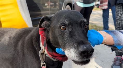 'He gave him a nip': Family dog saves teen from Florida house fire